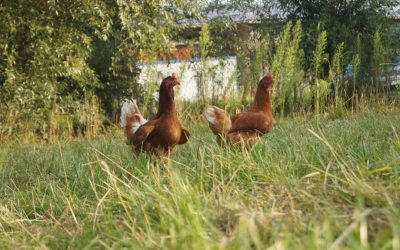 Sonne satt: So kühlen sich unsere Hühner ab