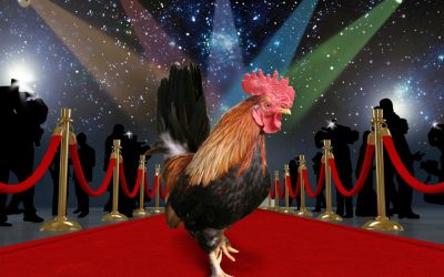 Berühmte Hühner – gefiederte Celebrities
