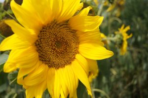 Blütenkorb einer Sonnenblume von haehnlein