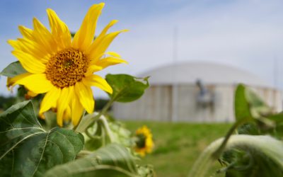 EZ Fürstenhof nutzt 1.500 t Sonnenblumenkerne aus eigenem Anbau