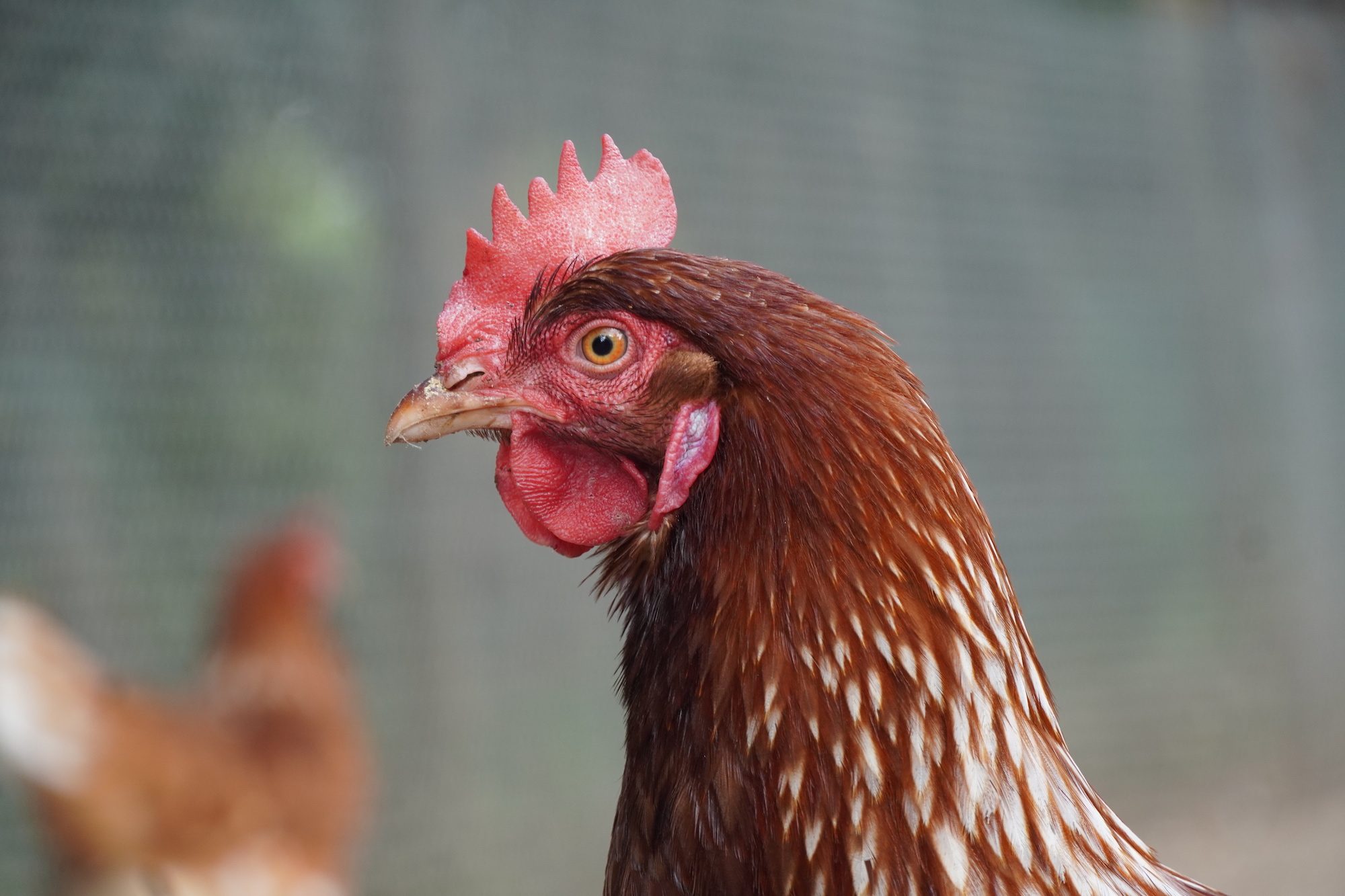 Hühnerschnupfen erkennen: Symptome sind laufende Nase